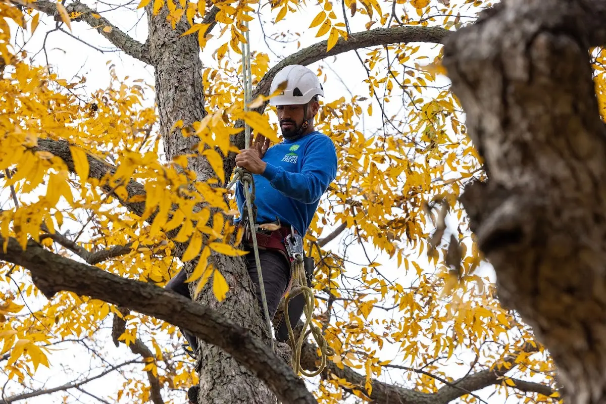Skilled Tree Trimming crew working in Winnetka