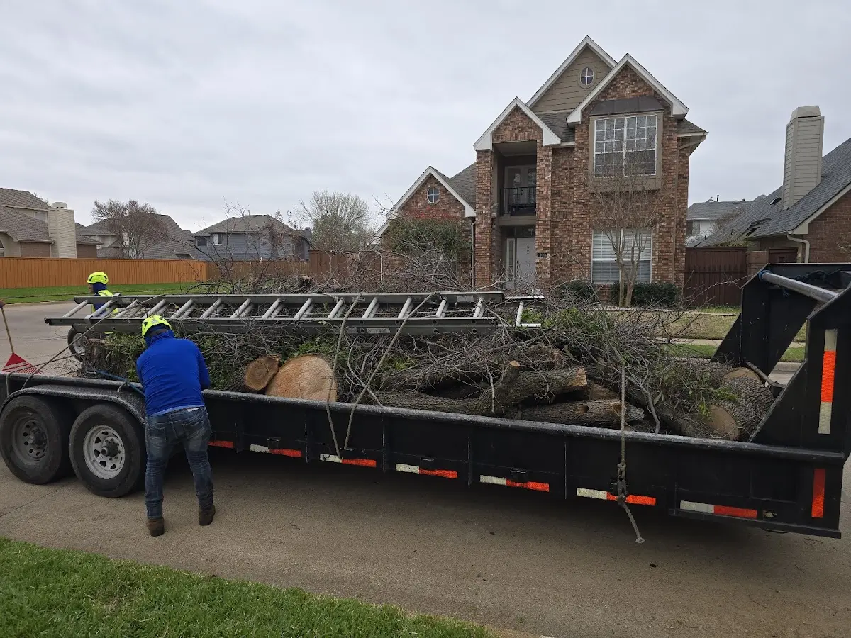 Expert Deadwooding with proper safety equipment in Winnetka